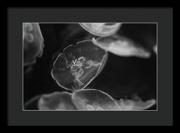 Jellyfish in Black and White I - Framed Print