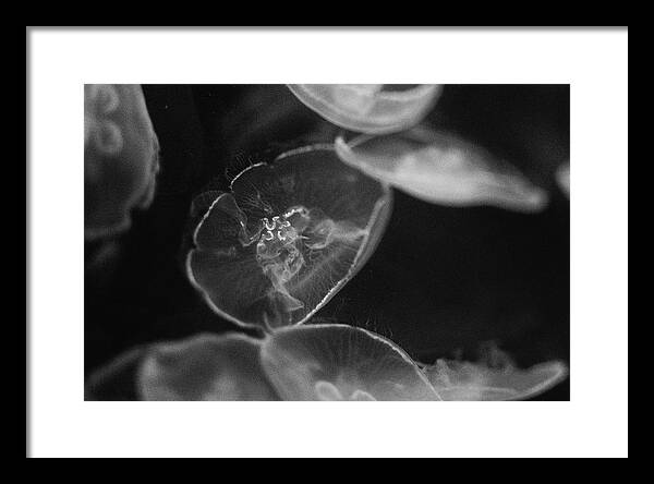 Jellyfish in Black and White I - Framed Print