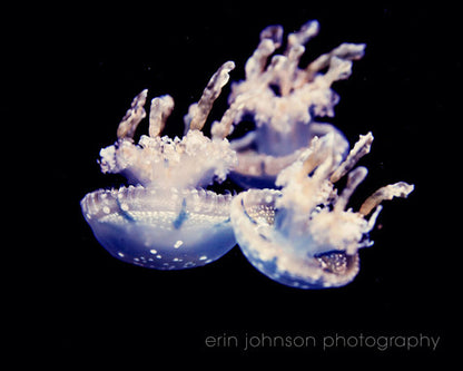 a close up of a jellyfish on a black background
