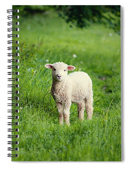 Lamb I - Spiral Notebook