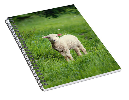Lamb I - Spiral Notebook