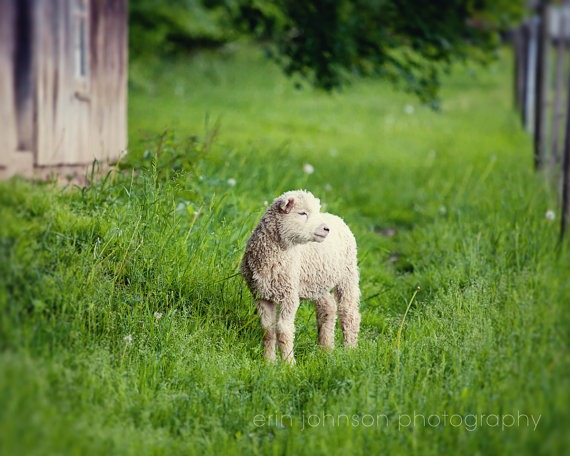 a white sheep standing in a grassy field