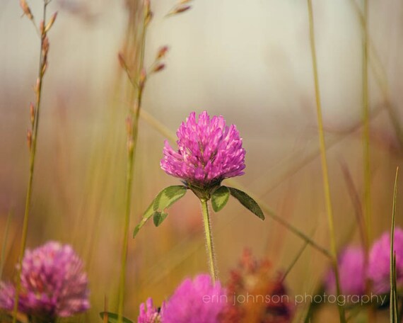 a close up of a pink flower in a field