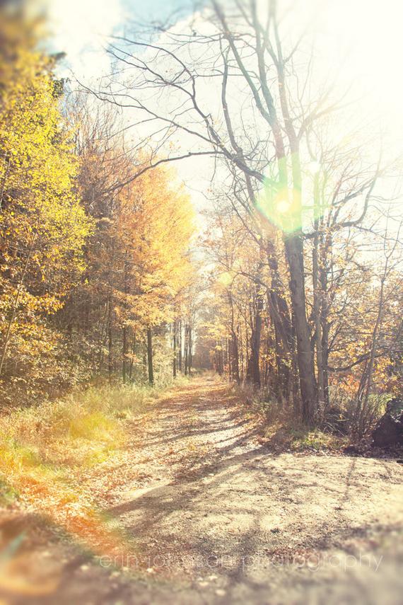 Sunlight in the Trees | Fall Landscape Photography