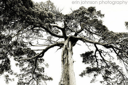 Crooked Tree | Nature Photography Print