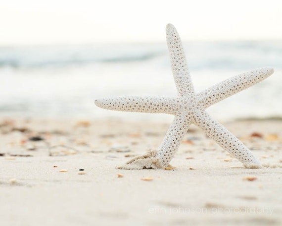 a white starfish on a sandy beach next to the ocean