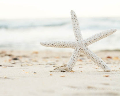 a white starfish on a sandy beach next to the ocean