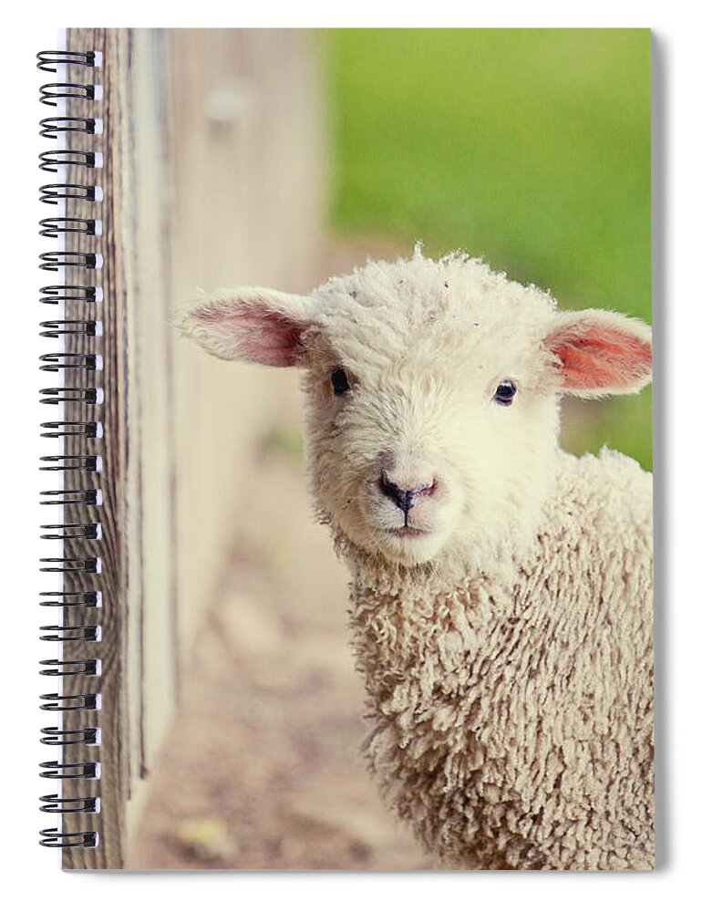 Little Lamb - Spiral Notebook