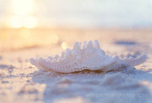 a sea shell on the sand at the beach