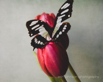 Butterfly and Tulips | Still Life Art Print