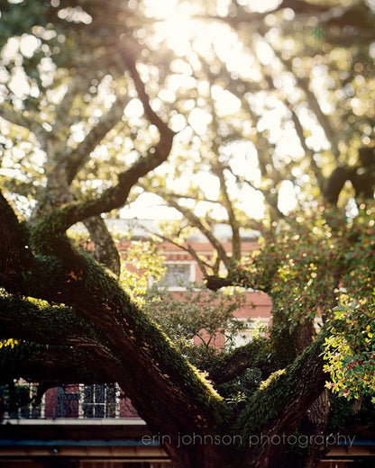 the sun shines through the branches of a tree