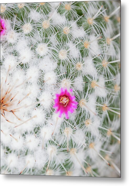 Old Lady Cactus - Metal Print