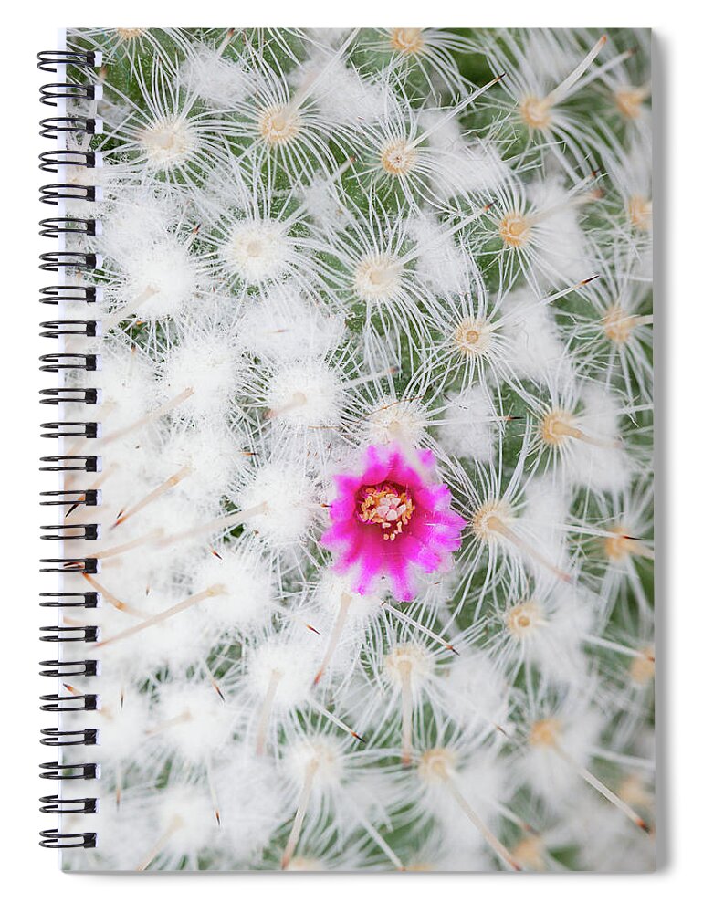 Old Lady Cactus - Spiral Notebook
