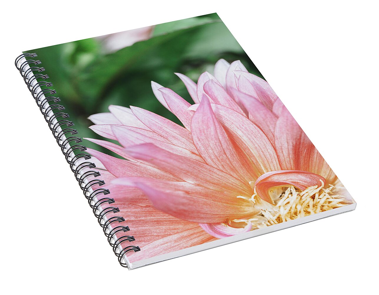 Pink Dahlia Closeup - Spiral Notebook