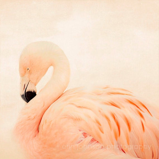 a pink flamingo is standing in the snow