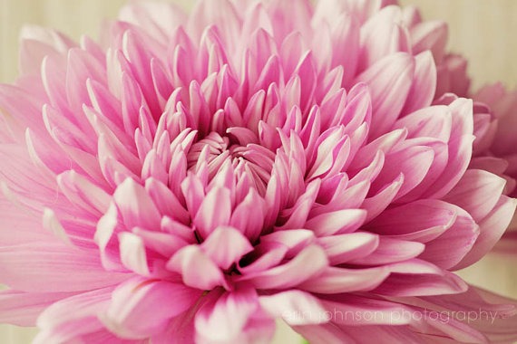 a close up of a pink flower in a vase