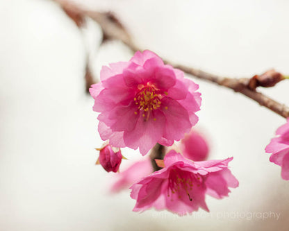 Pink cherry blossom photography print – floral wall art for home décor