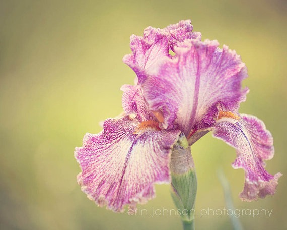 Purple and White Iris | Flower Photograph
