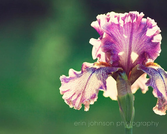 Purple and White Iris III | Floral Photography
