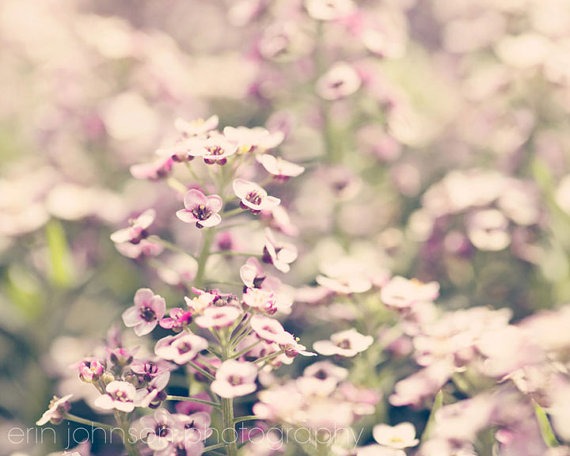Purple Sweet Alyssum | Floral Wall Decor