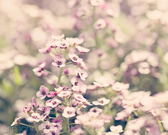 a bunch of flowers that are in the grass