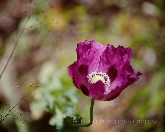 a purple flower with a white center in a field