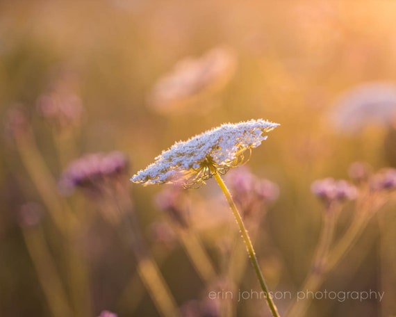 a close up of a flower in a field