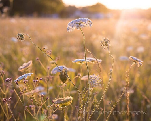 Serenity | Queen Anne Lace Photography