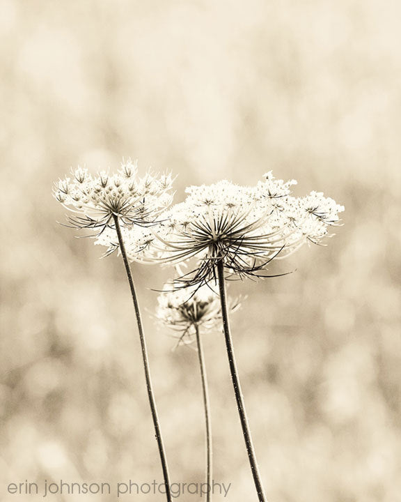 a black and white photo of three dandelions