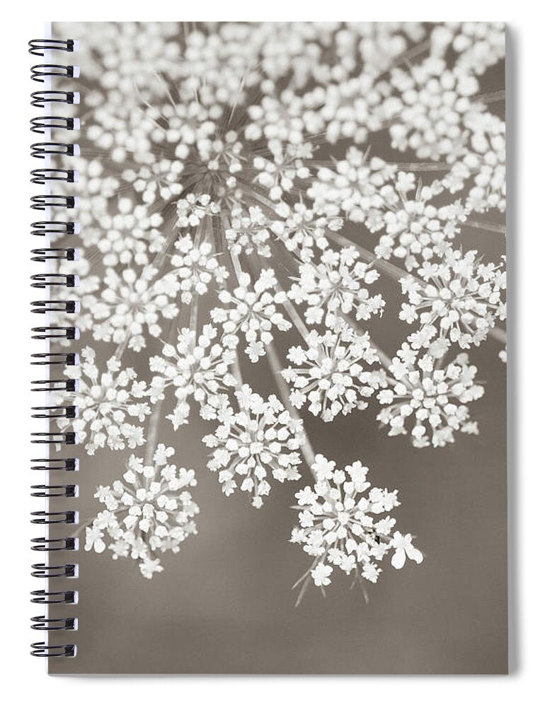 Queen Annes Lace Sepia - Spiral Notebook