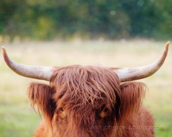 a close up of a brown cow with long horns