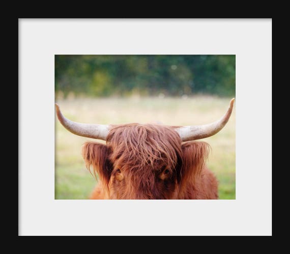 Scottish Highland Cattle | Cow Photography Print