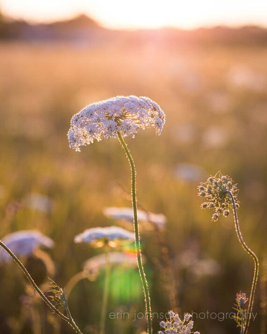 a field full of white flowers with the sun in the background