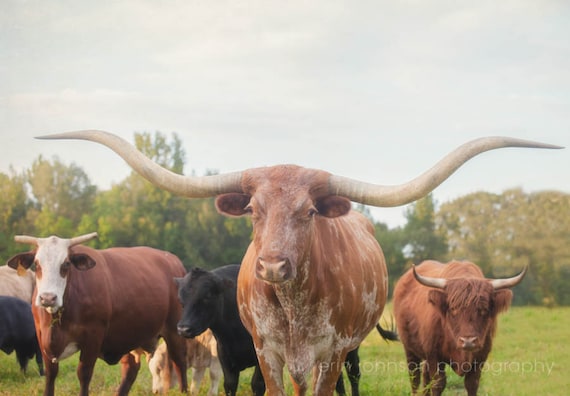 Cows | Rustic Animal Photography