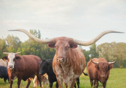 Cows | Rustic Animal Photography