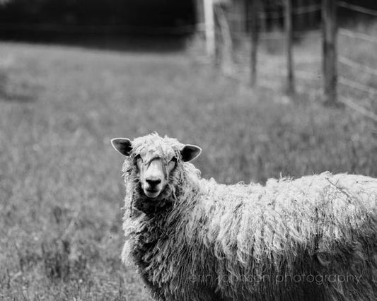 a black and white photo of a sheep in a field