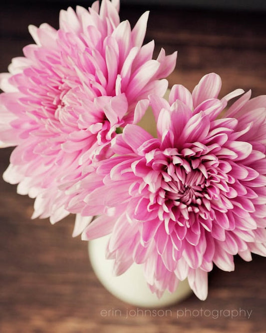 a close up of a pink flower in a vase