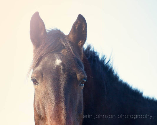 a close up of a horse with a sky background