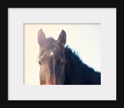 Starlight | Horse Photography Print