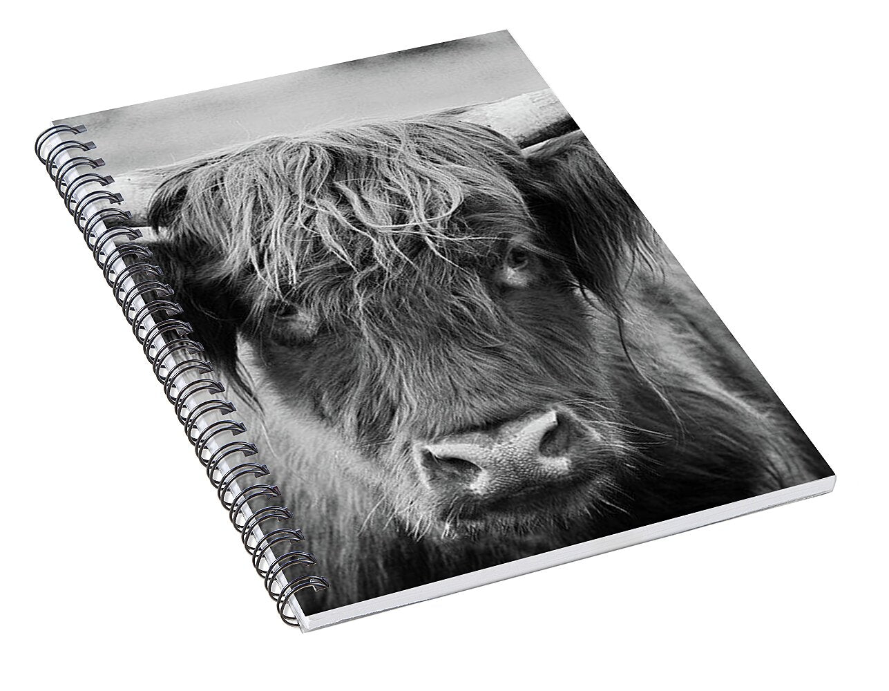 Scottish Highland Cow Black and White - Spiral Notebook