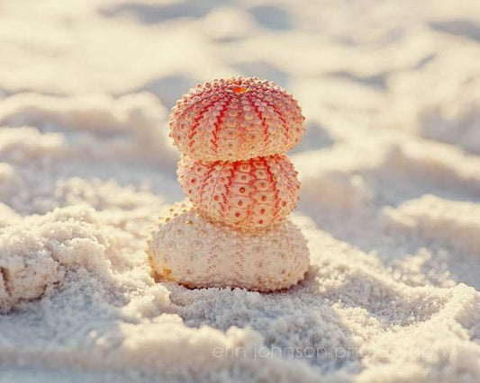 a stack of three seashells sitting on top of a sandy beach
