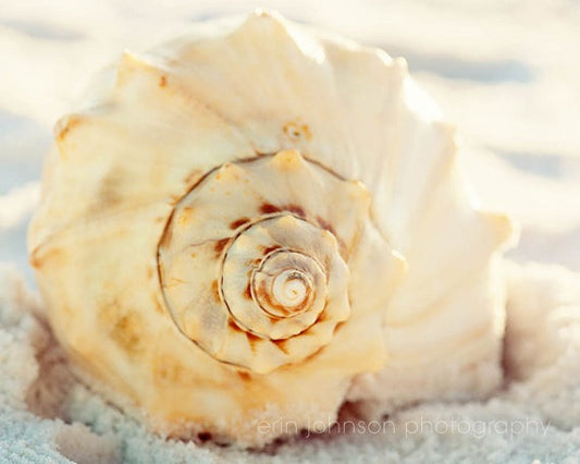 a seashell on a sandy beach on a sunny day