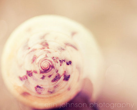 a close up of a snail's shell with a blurry background