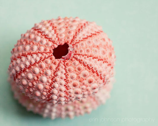 a pink sea urchin sitting on top of a table