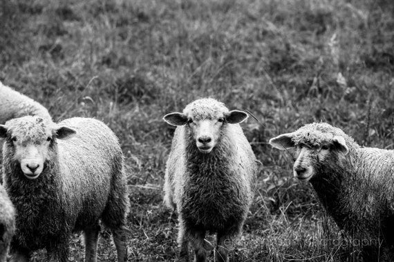 The Three Musketeers | Sheep Photography