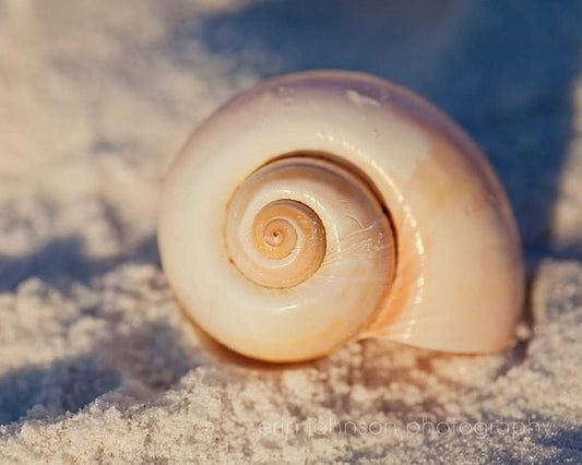 a close up of a shell in the sand
