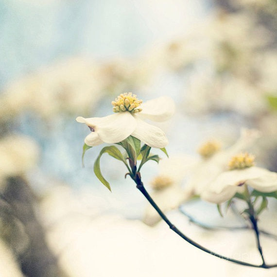Dogwood Dreams | Floral Photography
