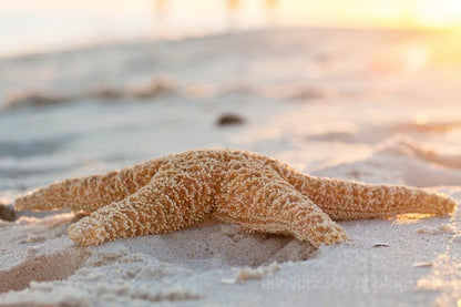 Starfish on the Beach | Coastal Landscape Photography