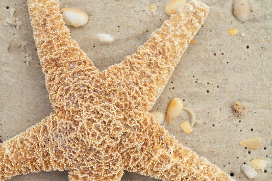 a starfish on a sandy beach with shells
