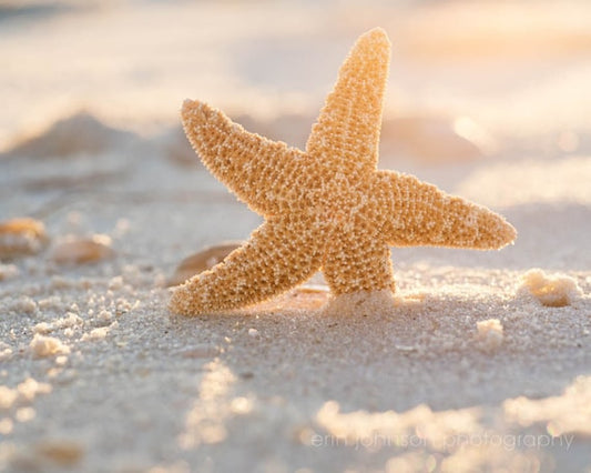 a starfish on a sandy beach at sunset